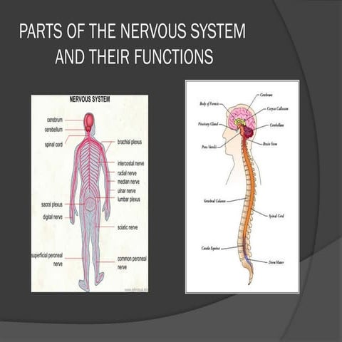 partsofthenervoussystem-090630060828-phpapp01.pptx