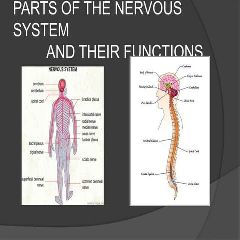 Parts Of The Nervous System