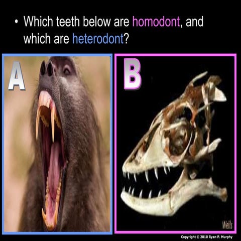 Mammals Lesson Biology PowerPoint, Class Mammalia, Taxonomy and Classification