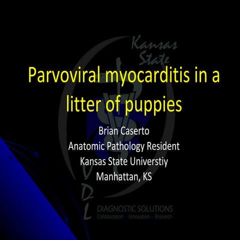 Parvoviral myocarditis in puppies