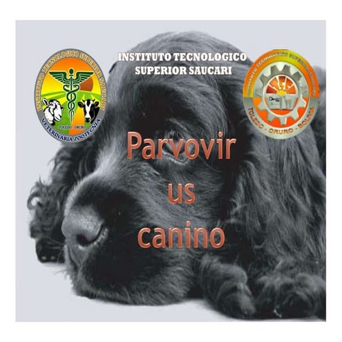 Parvovirus canino | PPTX