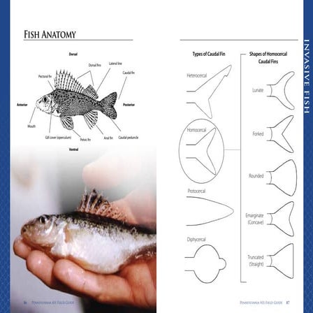 Asian Carp: An Invasive Species | PPTX