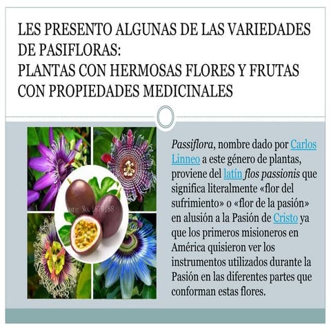 Pasifloras