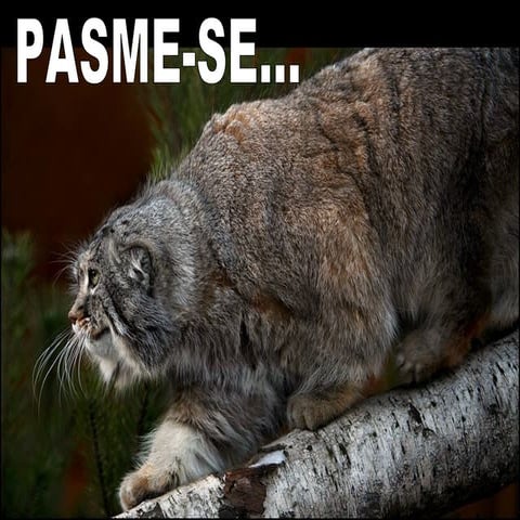 Pasme se com-estas_fotos_!!!__