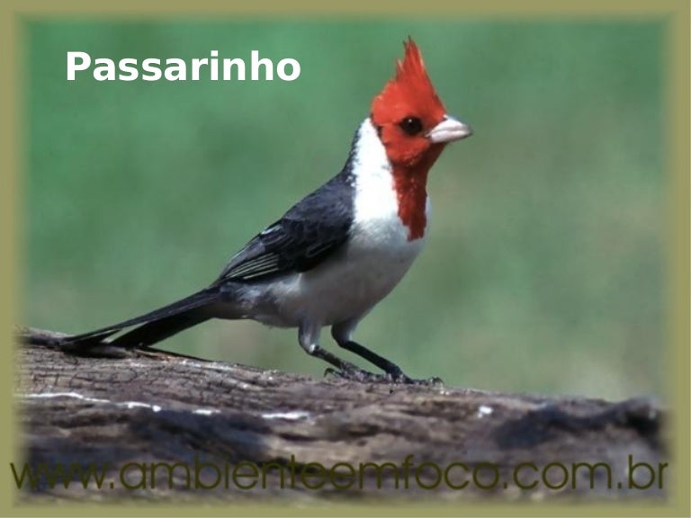 Passarinho Que Não Deve Nada Pra Ninguém