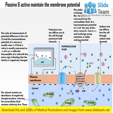 Passive and active fluxes maintain the resting membrane potential medical ima...