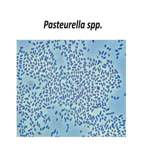 Pasteurella.pptx