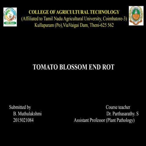 TOMATO BLOSSOM END ROT