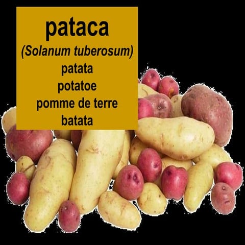 A pataca | PPS