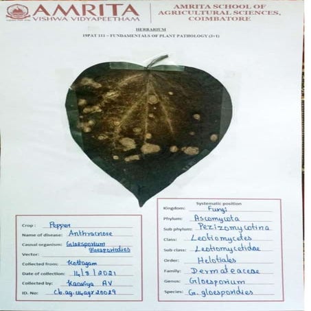 Herbarium of Plant Diseases 