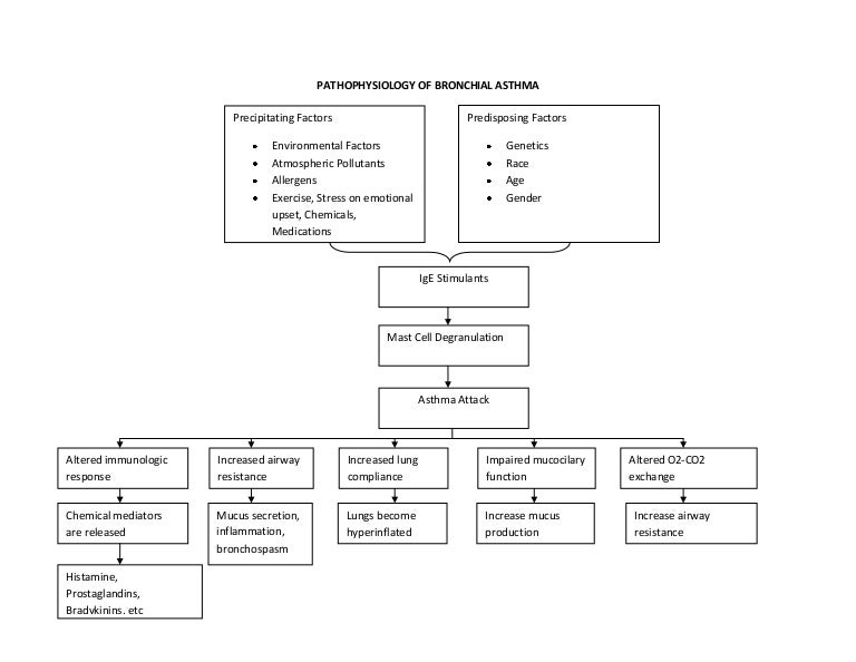 Asthma Pathophysiology Flow Chart