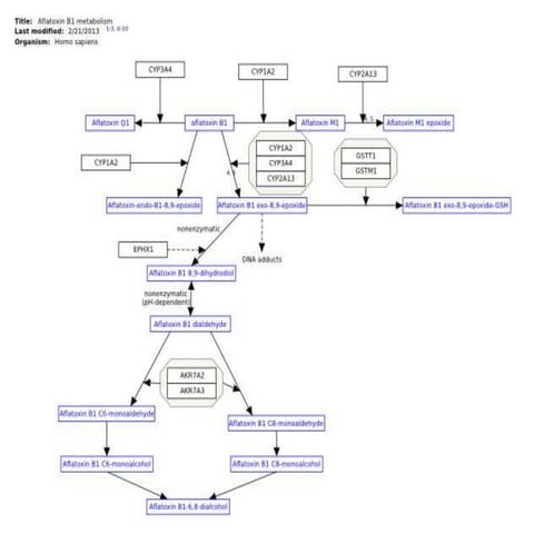 path Pharmacological activation Afla B1, INH, BB, Acetaminophen.pptx