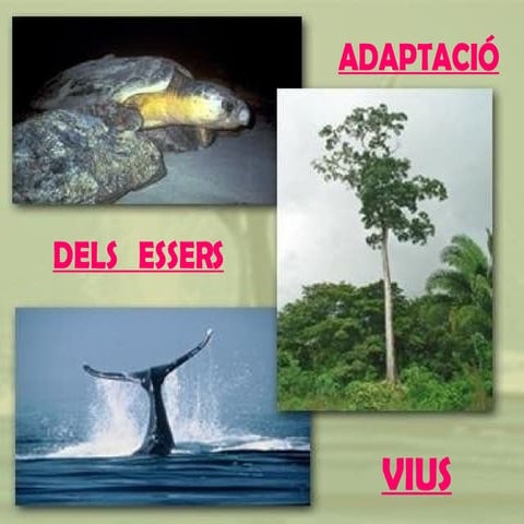 adaptació dels éssers vius
