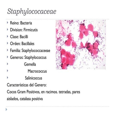 patogenesisdes-aureus28-08-12-121011185748-phpapp01.ppt