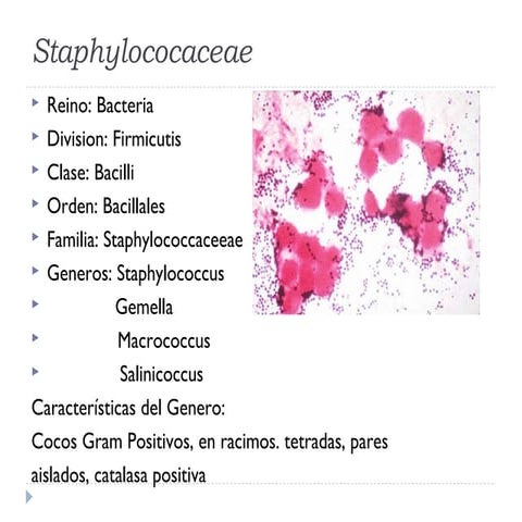 Patogenesis de s. aureus