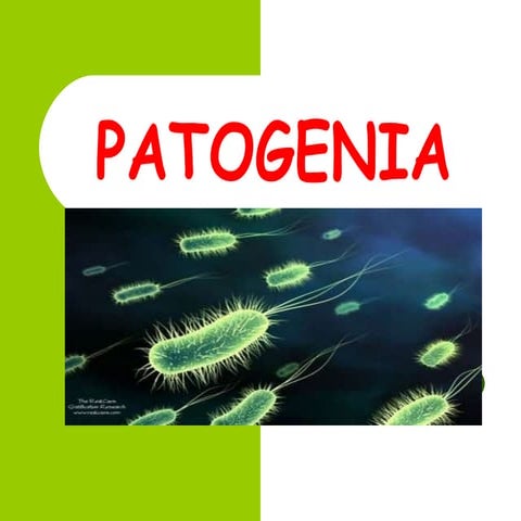 Patogenia