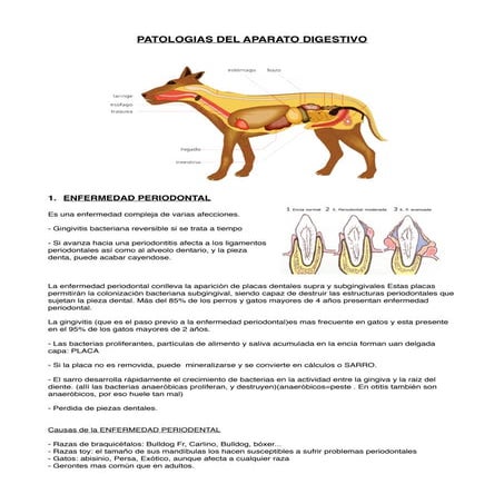 Patologias del Aparato Digestivo en Perros y Gatos