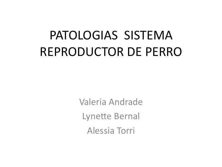 antibiótico para la prostatitis del perro
