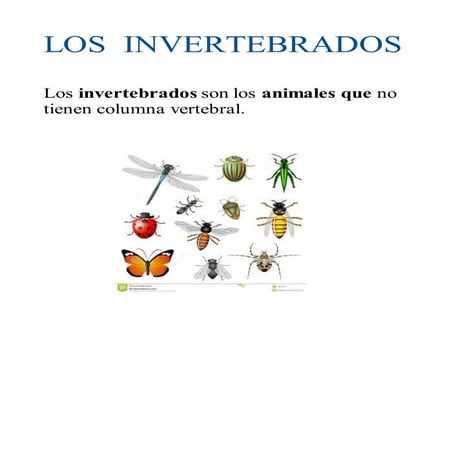INVERTEBRADOS