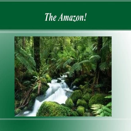 Patrick's Project On The Amazon