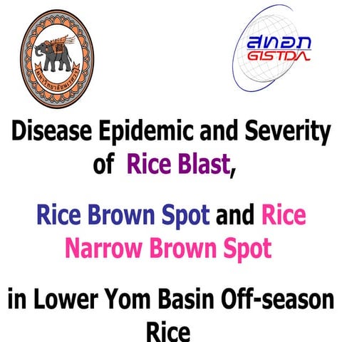 Blast of rice | PPT