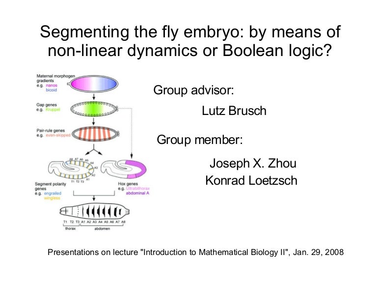 Pattern Formation Drosophila