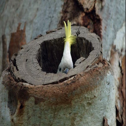 Paukščiai ši arti