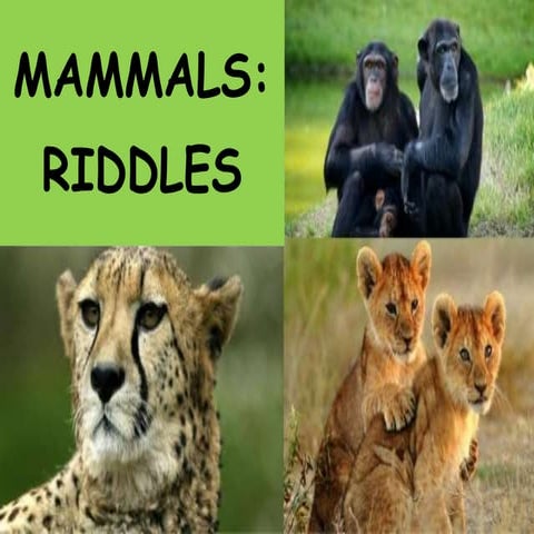Mammals riddles | PPTX