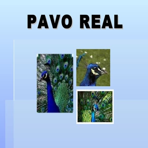 Pavo Real