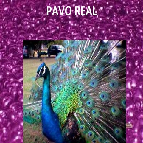Pavo real 1
