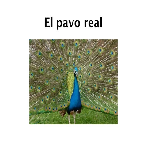 Pavo real