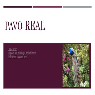 Pavo real