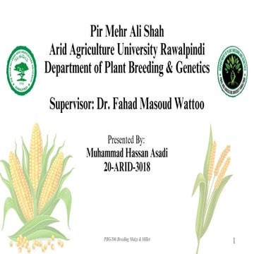 Use of Genetic Male Sterility in Hybrid Seed Production of Maize & Millet