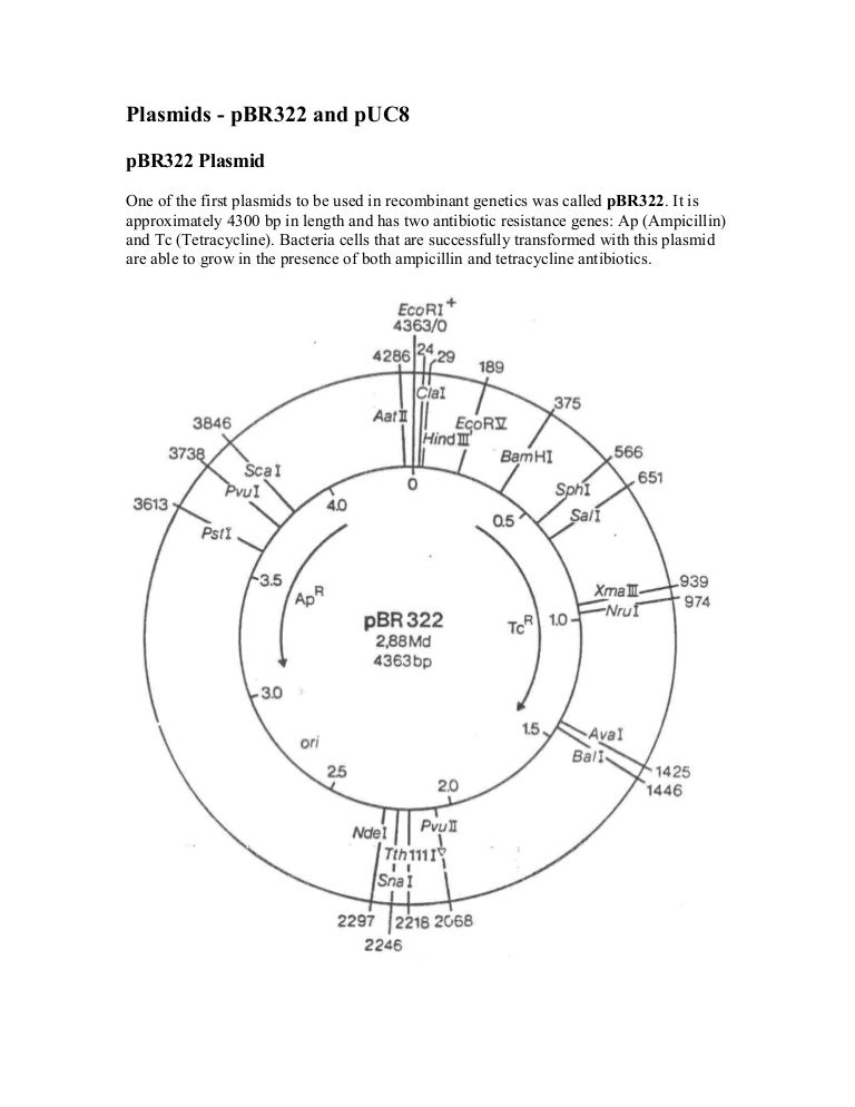 pbr322-and-puc8-plasmids
