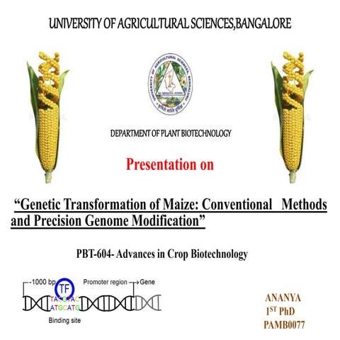 Genetic Transformation of Maize: Conventional   Methods    and Precision Genome Modification