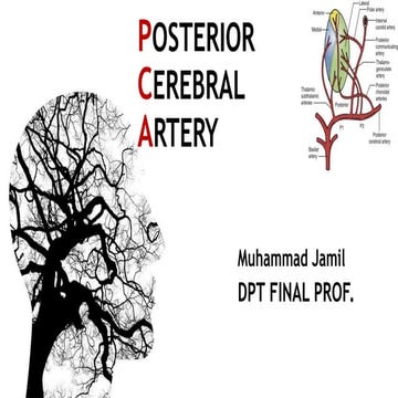 Posterior cerebral artery-Brain blood supply
