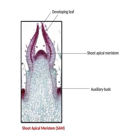 Comprehensive Study of Plant Meristems and Seed Structures in Botany | PPTX