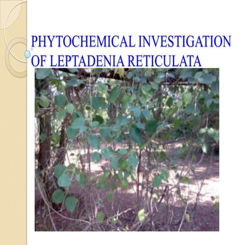 leptadenia reticulata