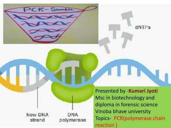Chemicals used in pcr | PPTX | Chemistry | Science