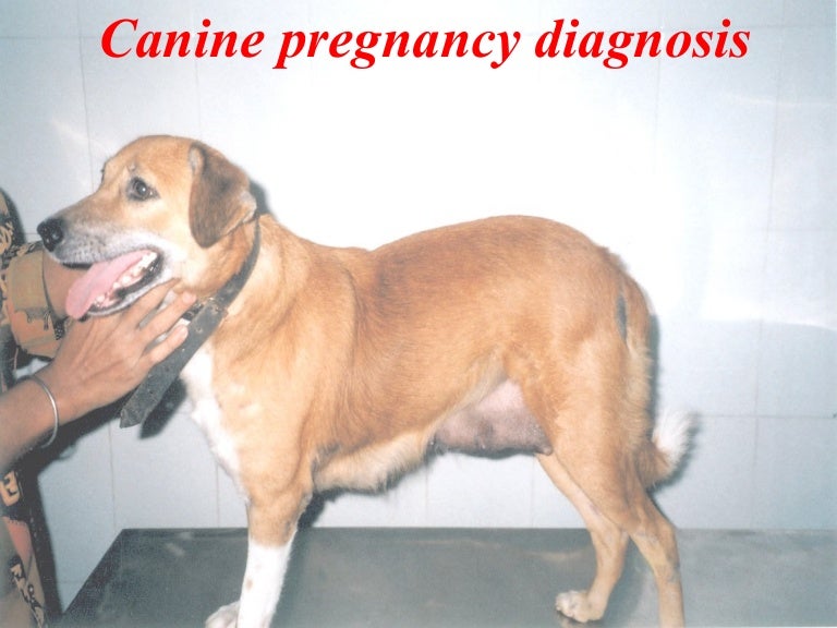 canine-pregnancy-diagnosis