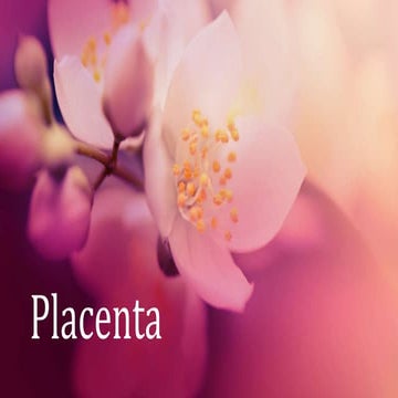 Placenta