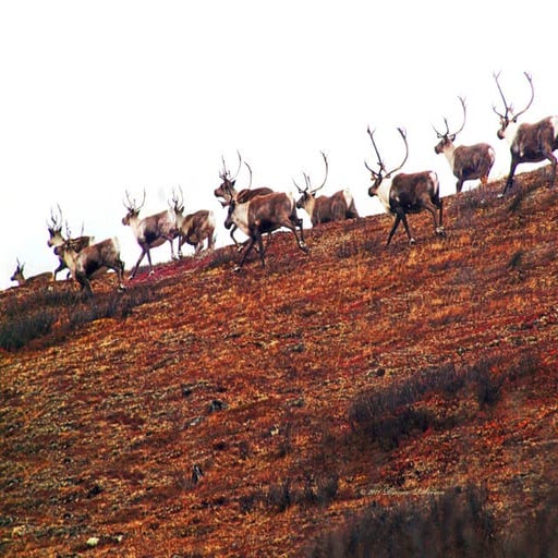 Denali Alaska Caribou Crossing