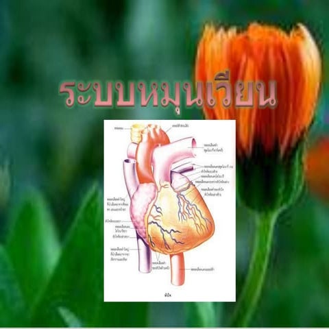 ระบบหมุนเวียนเลือด.Pdf