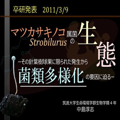 （卒業研究発表）マツカサキノコ属菌の生態  その針葉樹球果に限られた発生から菌類多様化の要因に迫る- 