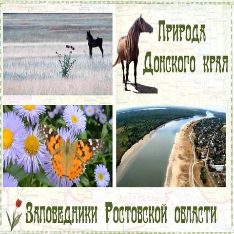 Природа Донского края: заповедники Ростовской области