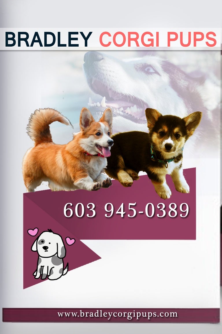 full breed corgi for sale