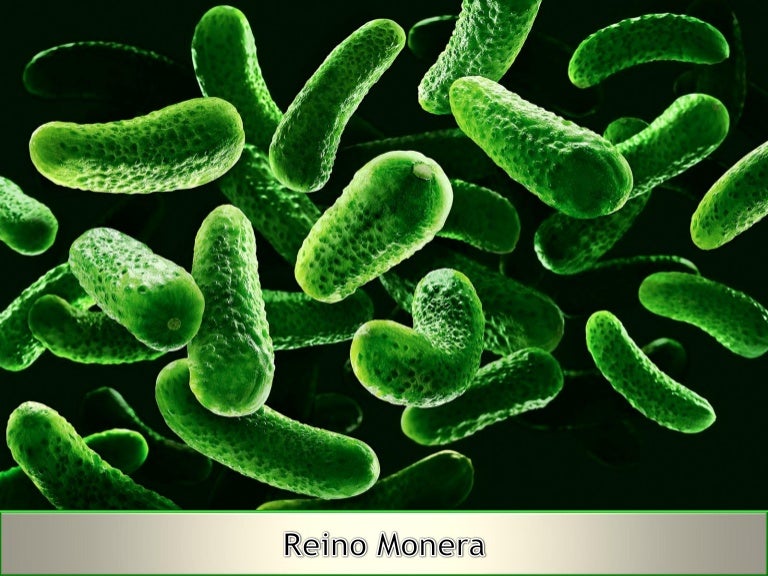 Pdf reino monera [ sid. ]