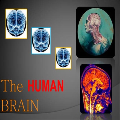 Pdf human brain