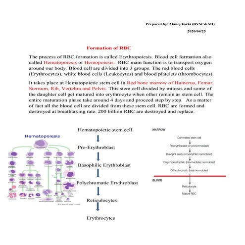 Red blood cell formation and fate of RBC