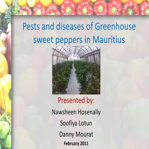 Pests and Diseases of Greenhouse sweet peppers in Mauritius